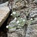 Granite Prickly Phlox