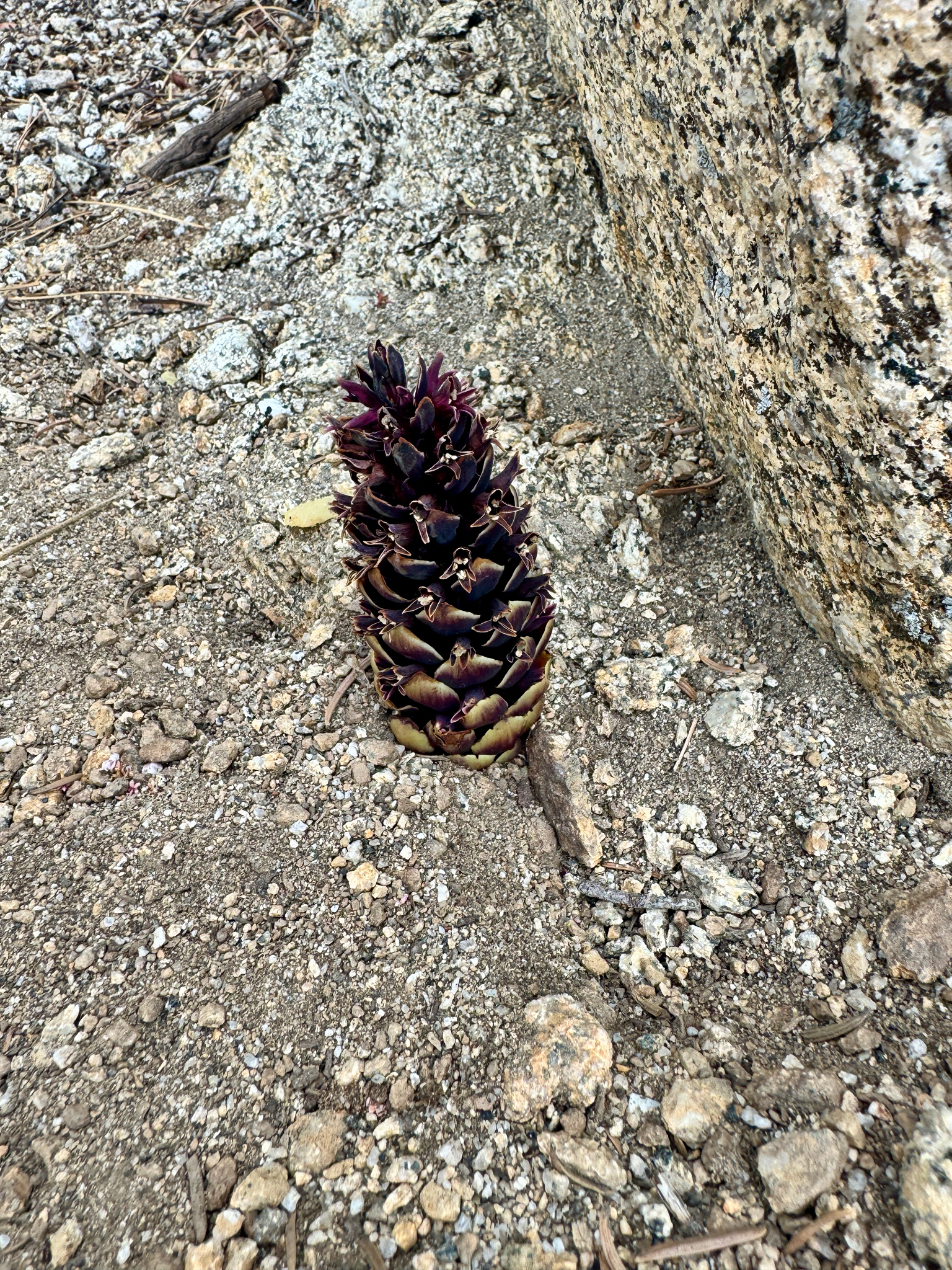 Kopsiopsis strobilacea