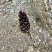 California groundcone