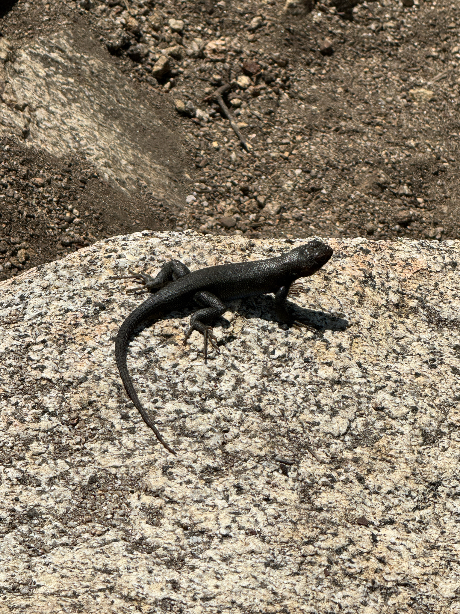 Sceloporus vandenburgianus
