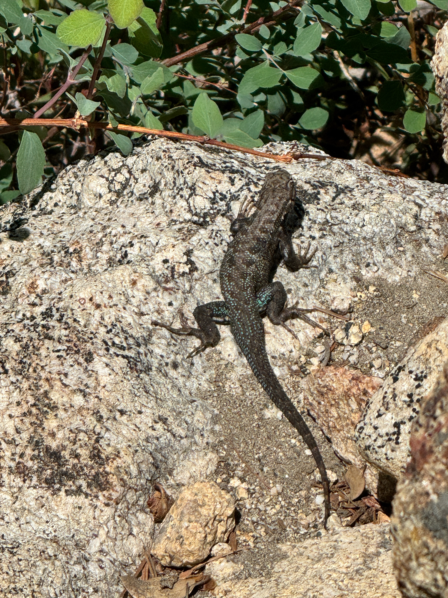 Sceloporus vandenburgianus