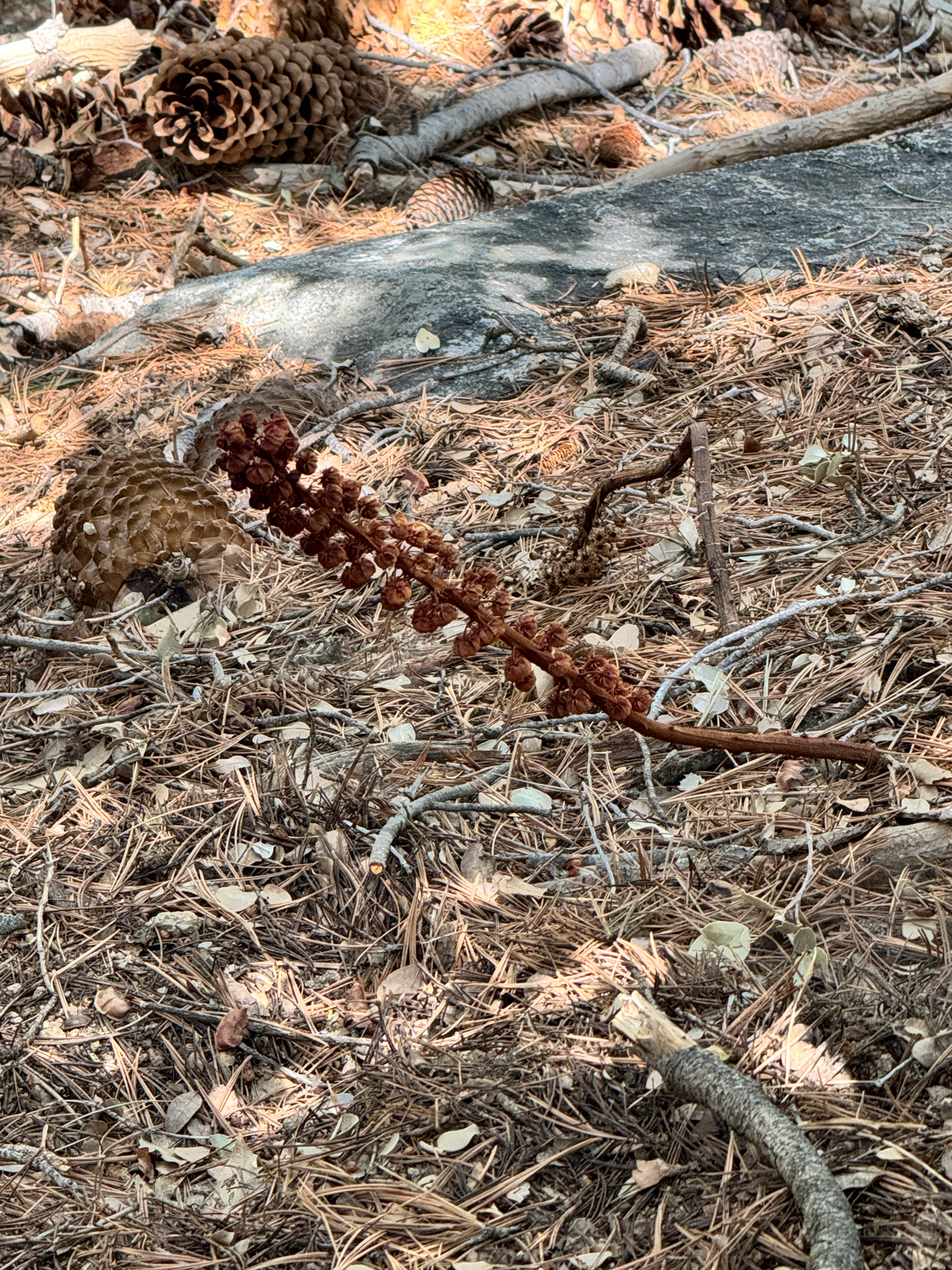 Pterospora andromedea