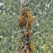 Fir Mistletoe