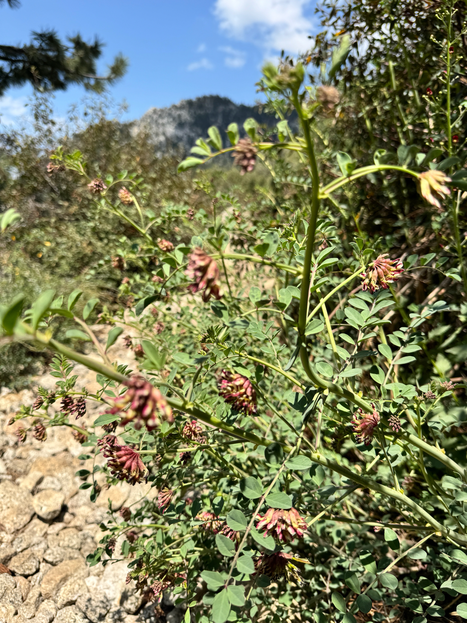 Hosackia crassifolia
