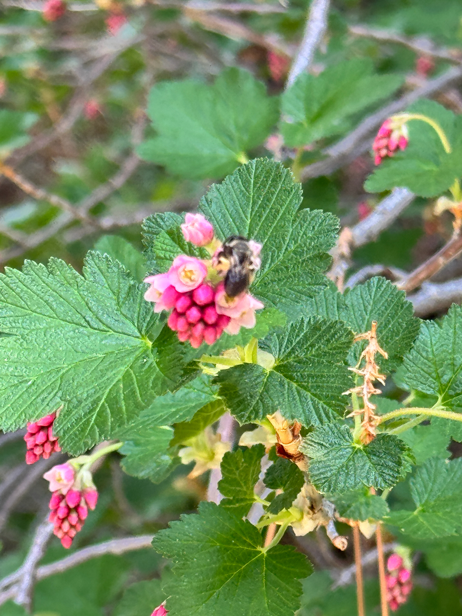 Ribes nevadense