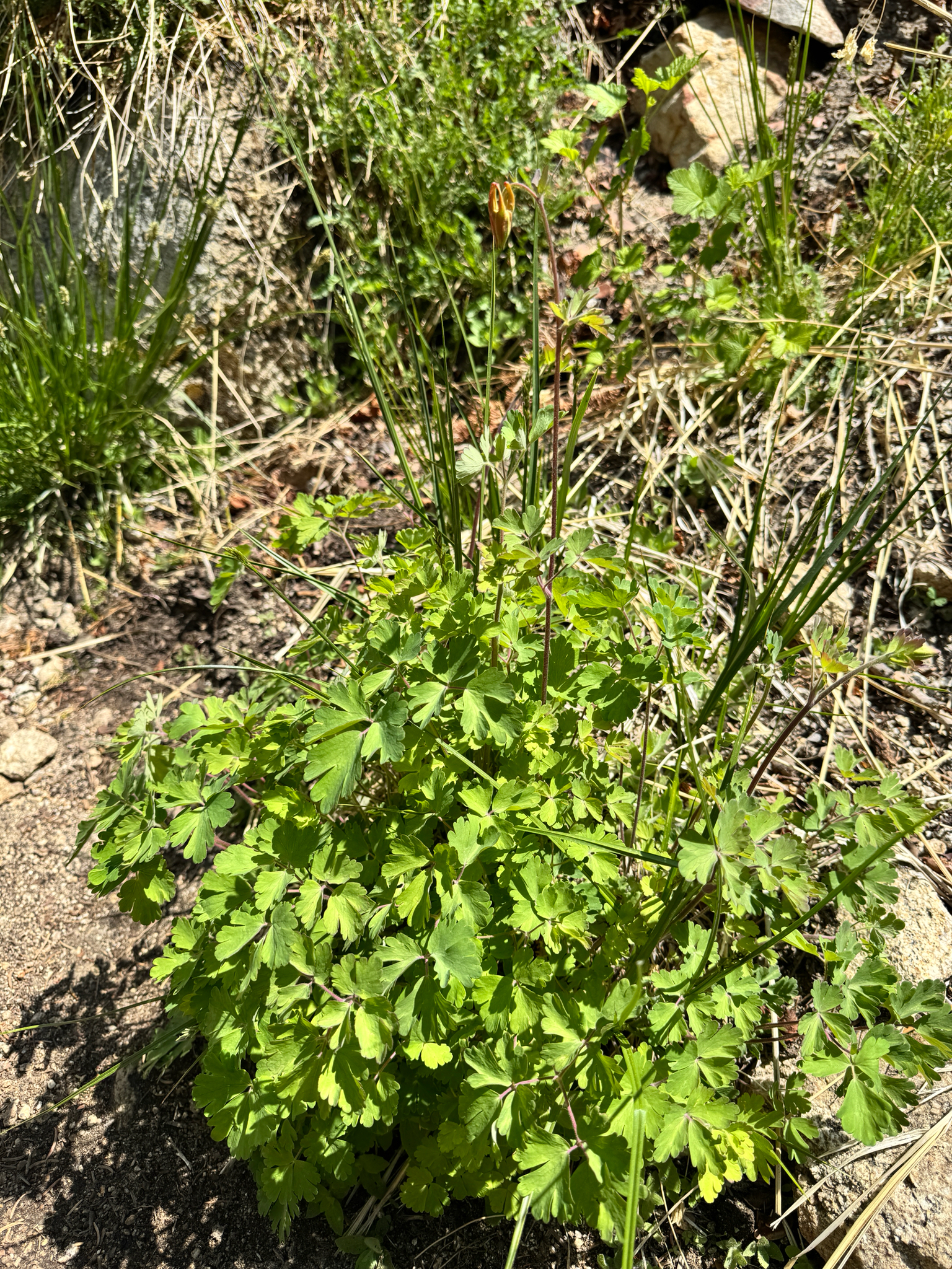 Aquilegia formosa