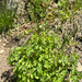 western columbine