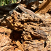 Southern Sagebrush Lizard
