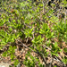 western azalea
