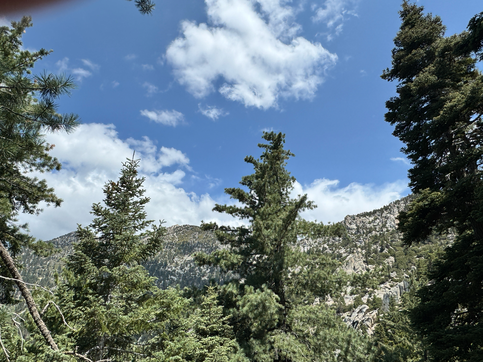 Pinus lambertiana