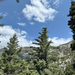 sugar pine