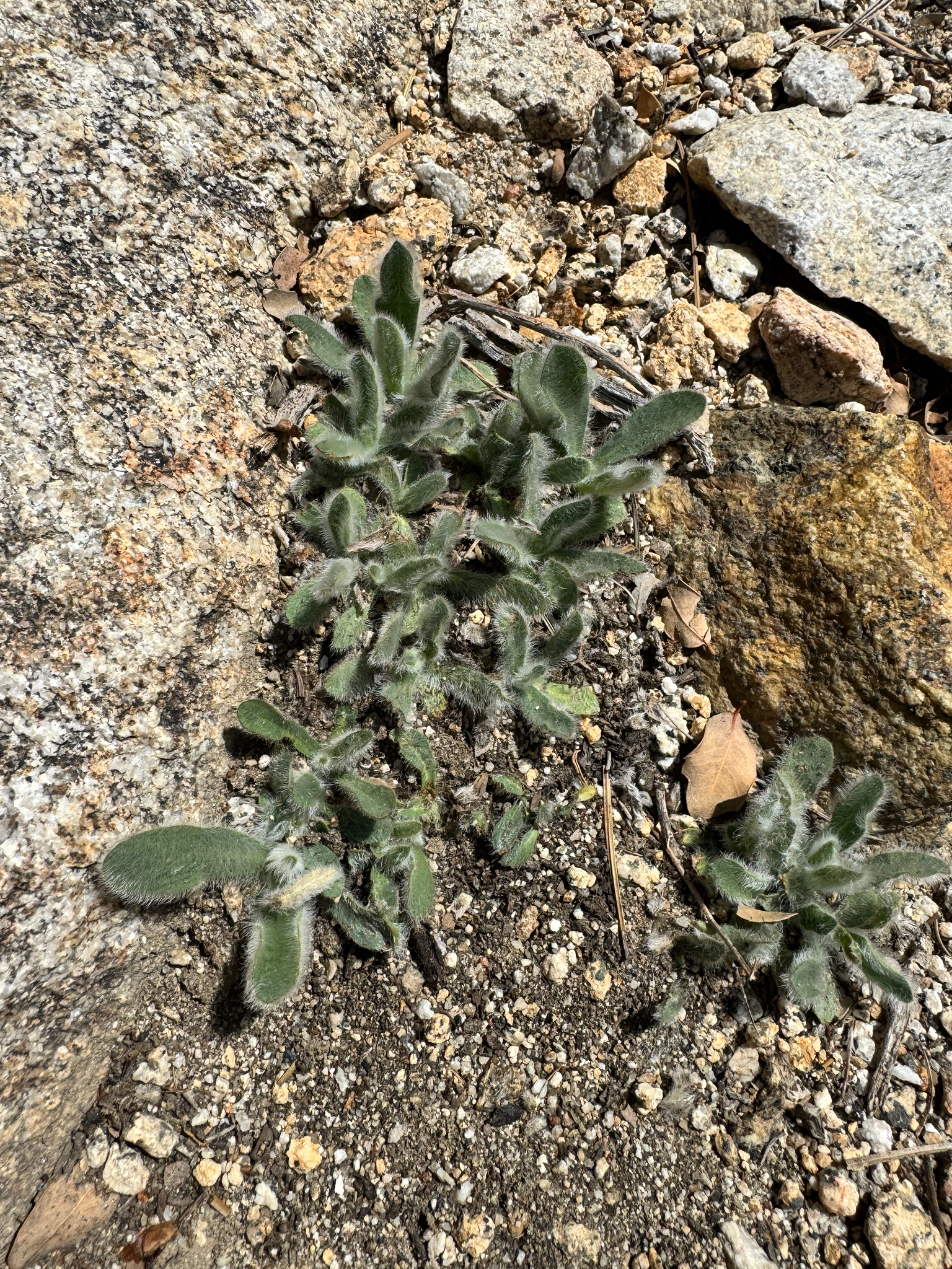 Hieracium horridum