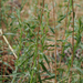 Tarragon