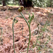 Hairy brackenfern
