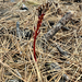 spotted coralroot