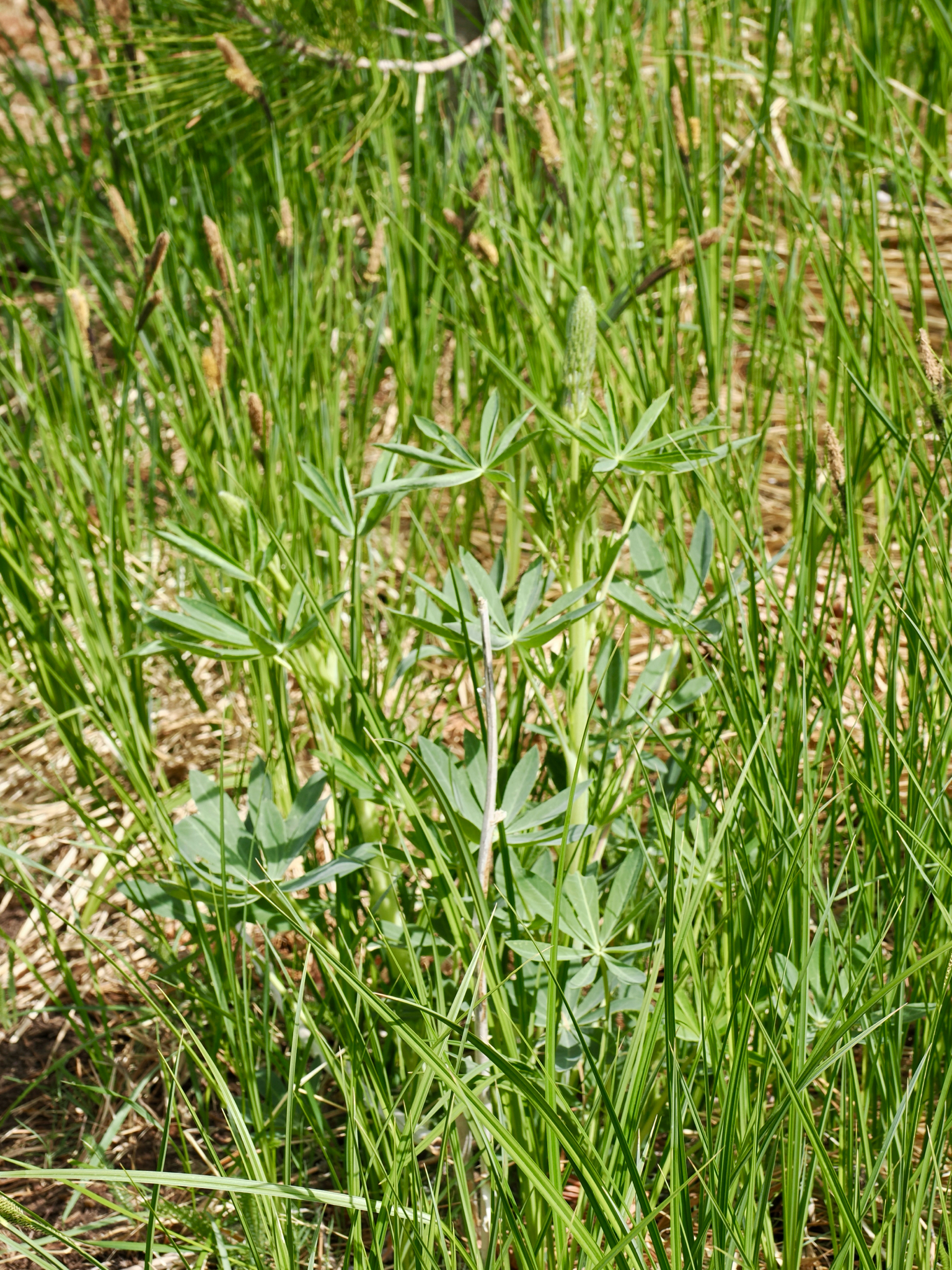 Lupinus