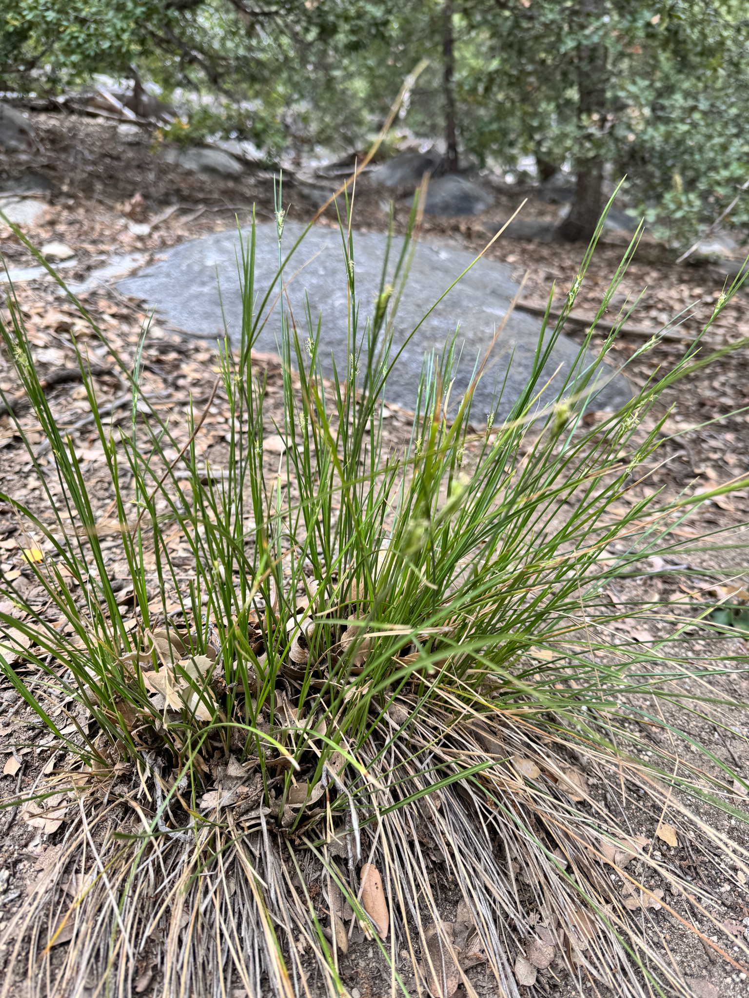 Carex multicaulis