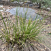 stick sedge