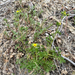 sticky cinquefoil
