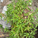 Grinnell's Beardtongue
