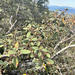 coffeeberry