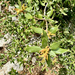 canyon live oak