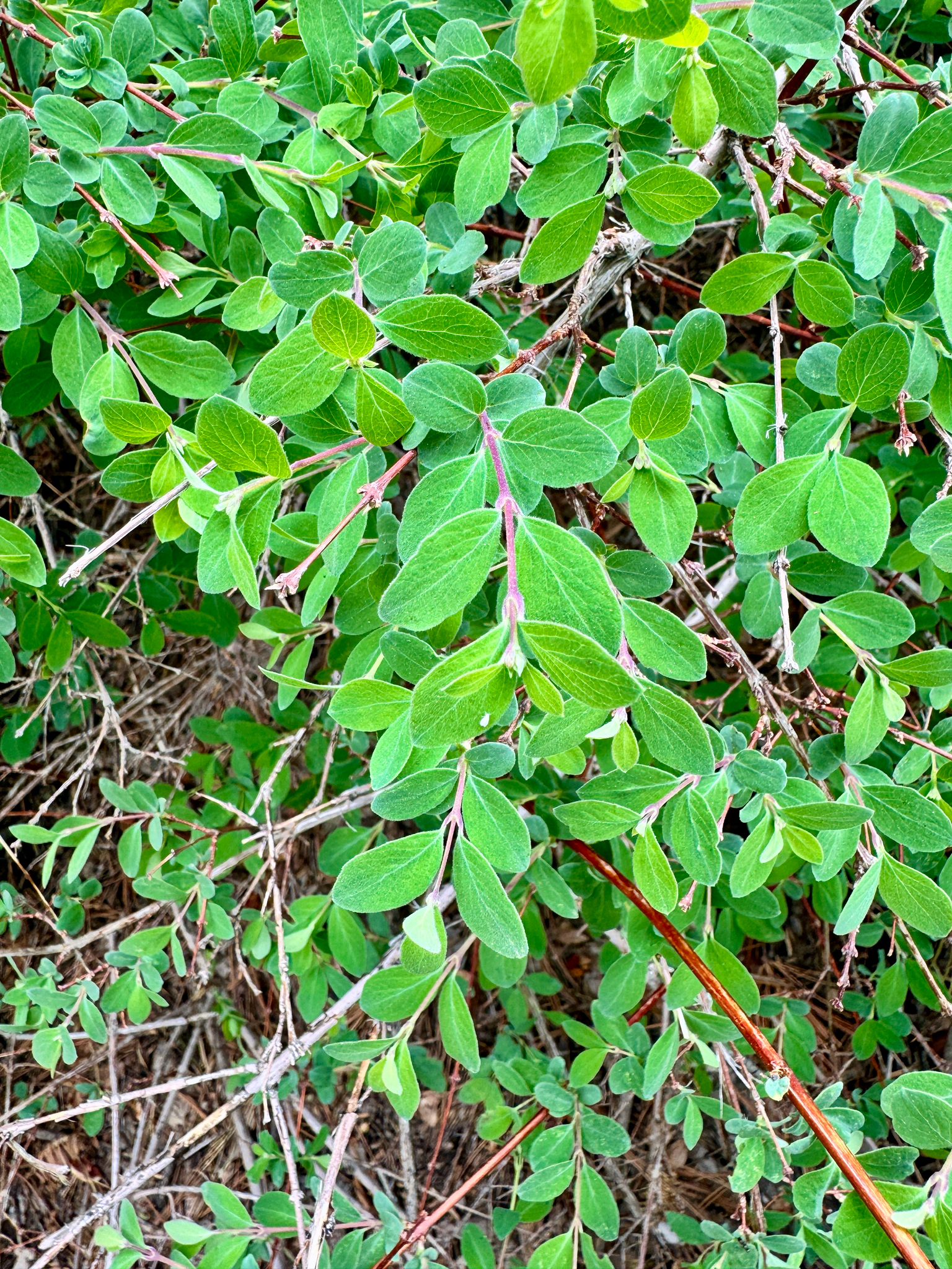 Symphoricarpos rotundifolius