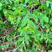 Roundleaf Snowberry