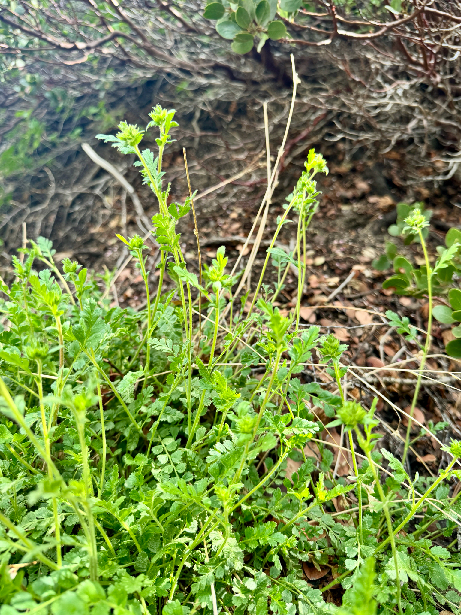 Horkelia clevelandii
