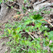 Sierra Gooseberry