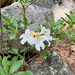 western azalea