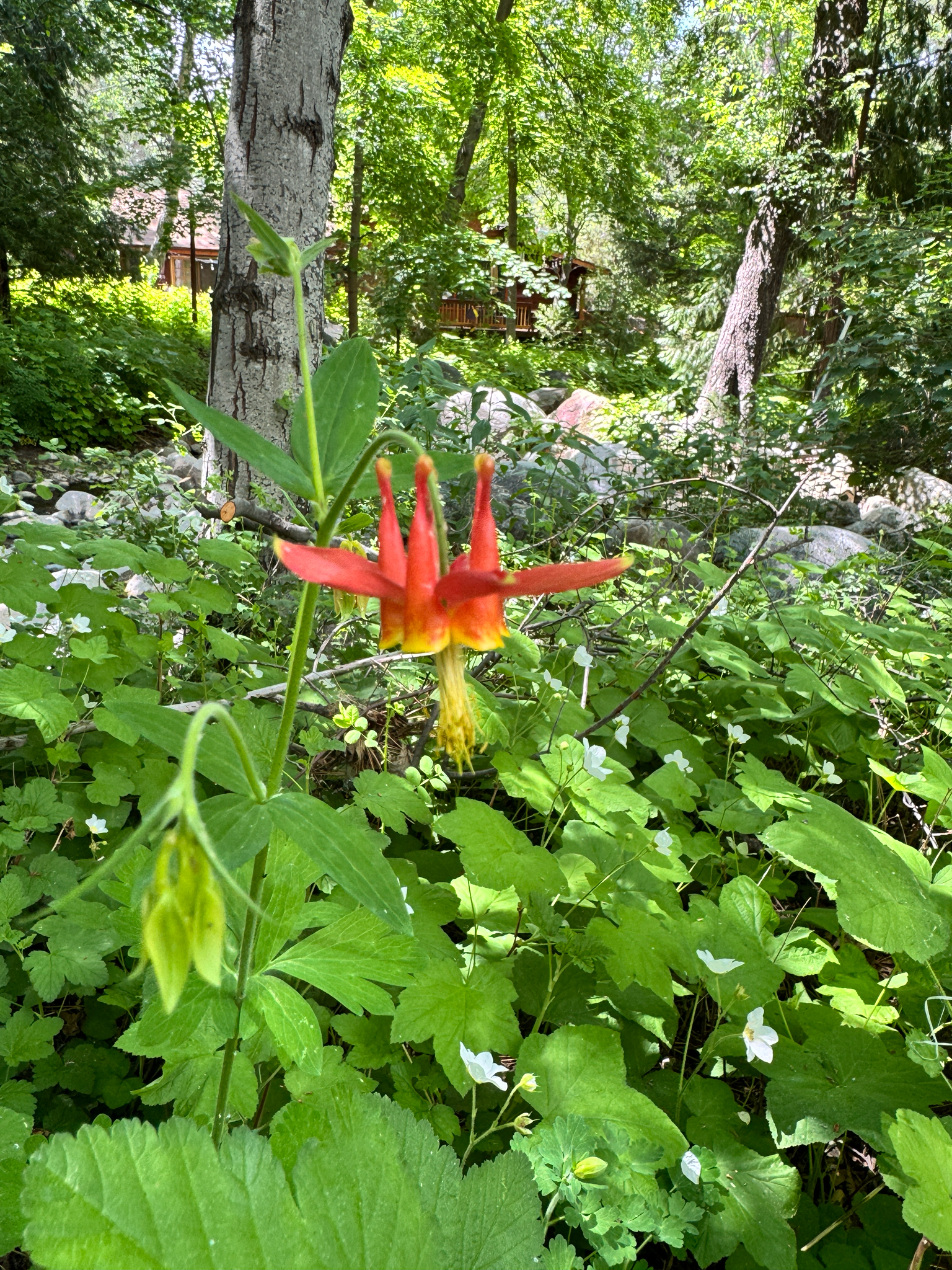 Aquilegia formosa