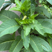 American pokeweed