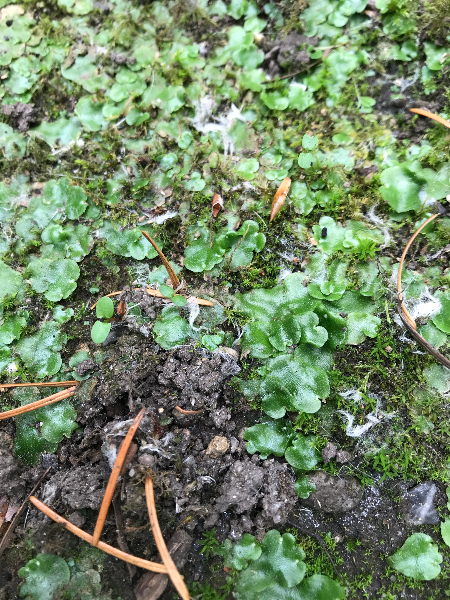 Lunularia cruciata