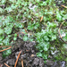 Crescent-cup liverwort