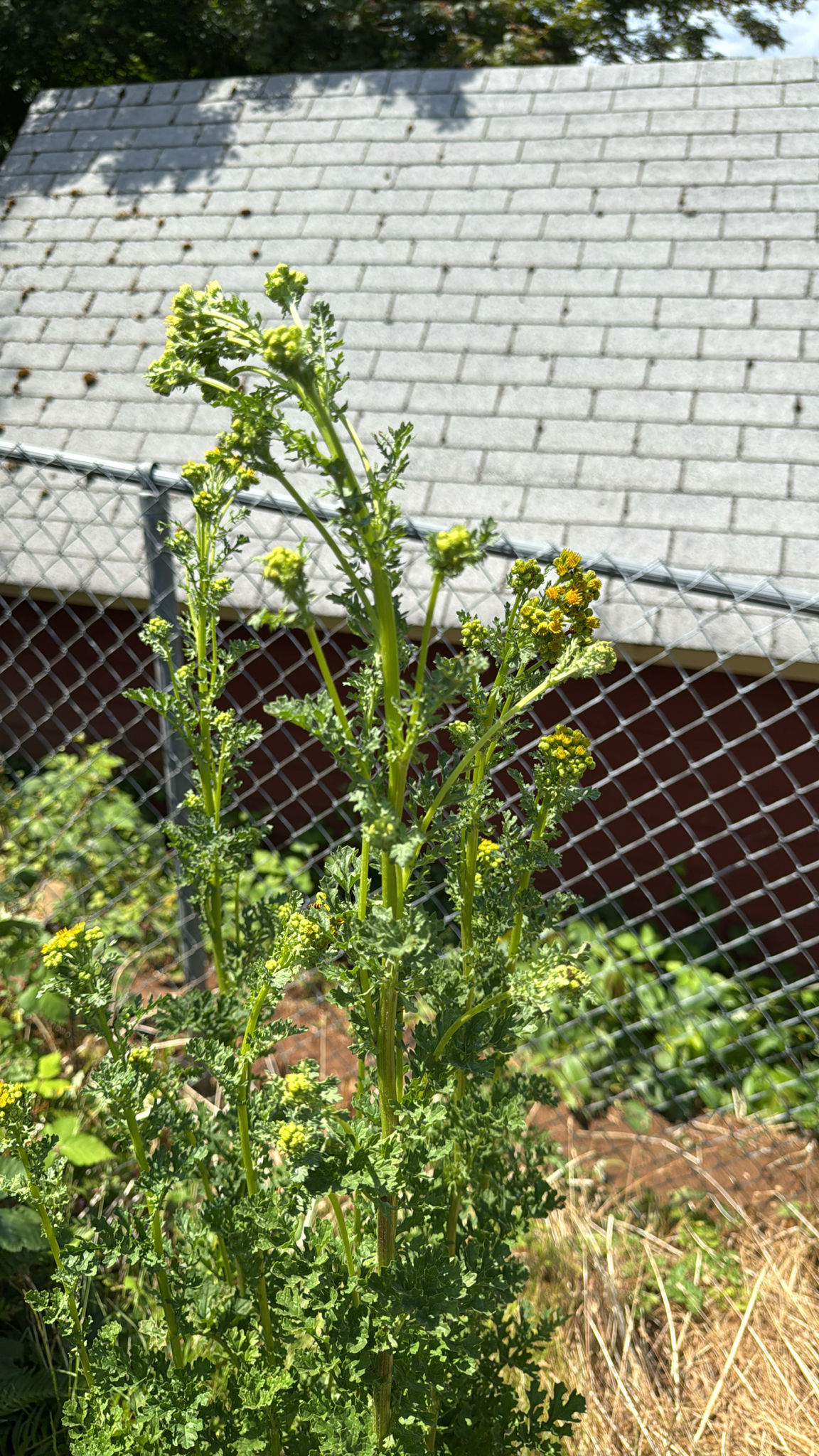 Jacobaea vulgaris