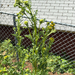 ragwort
