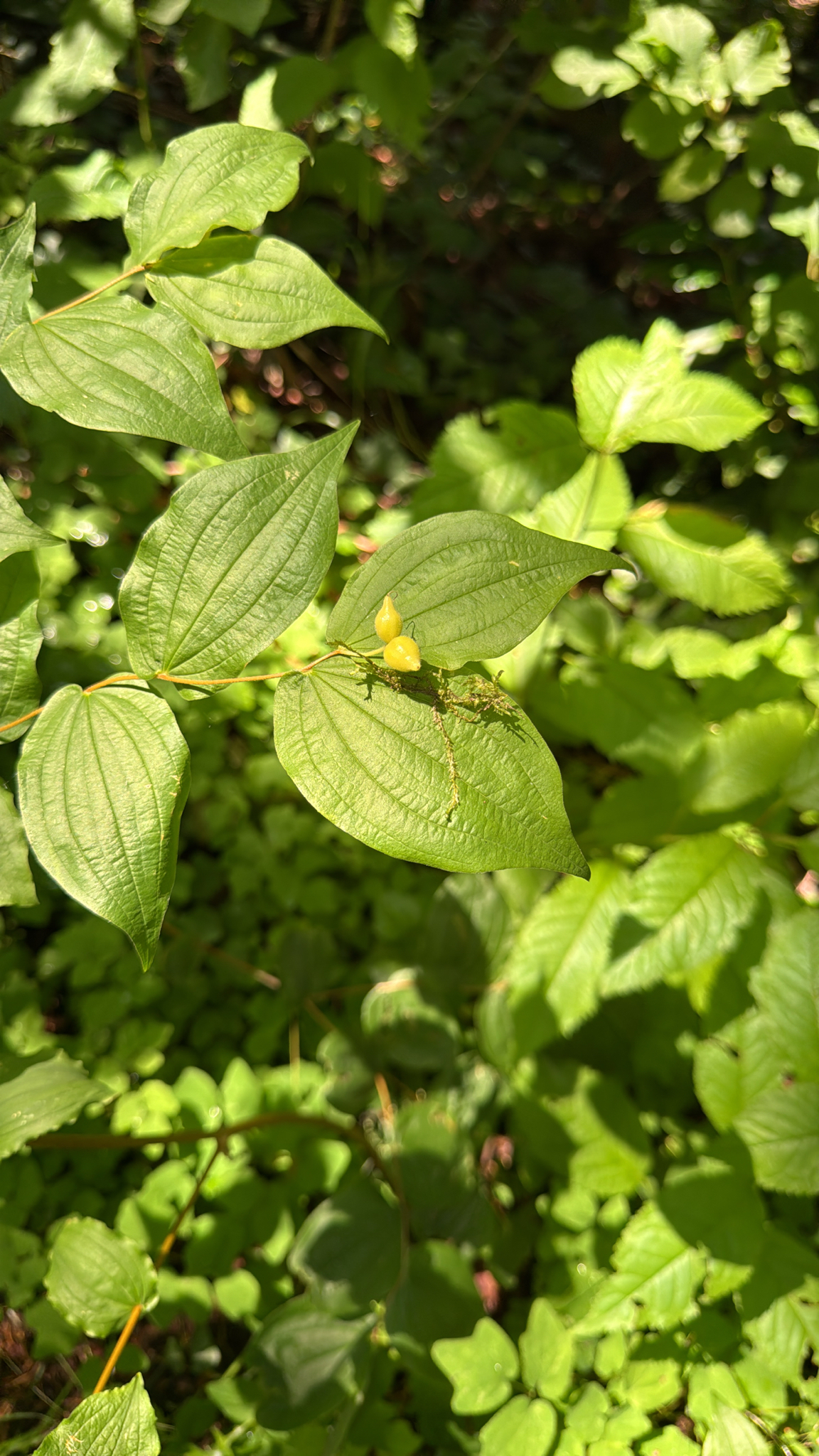 Prosartes