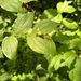 American fairybells