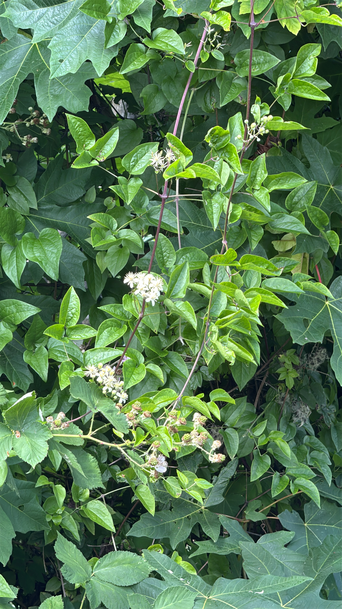 Clematis vitalba