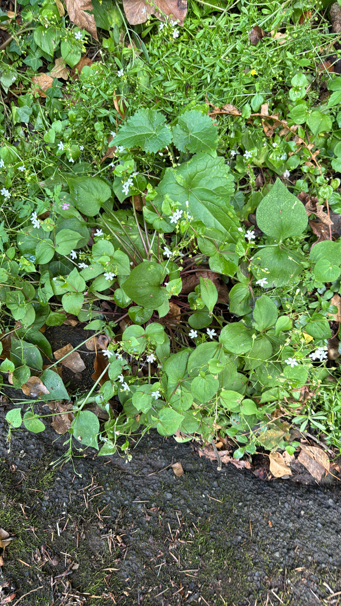 Claytonia sibirica