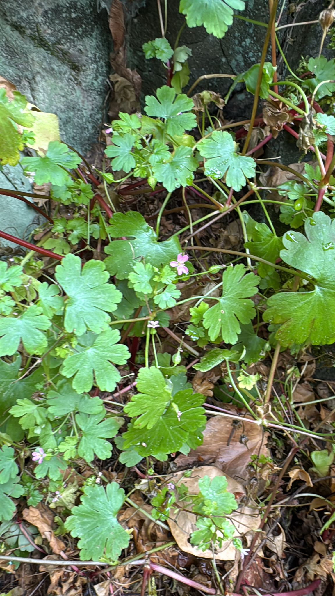 Geranium lucidum