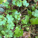 Shining Crane's-bill
