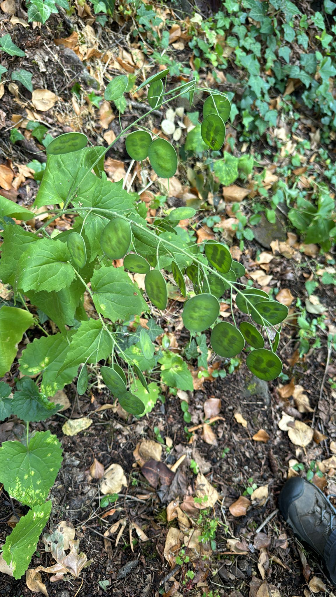 Lunaria annua