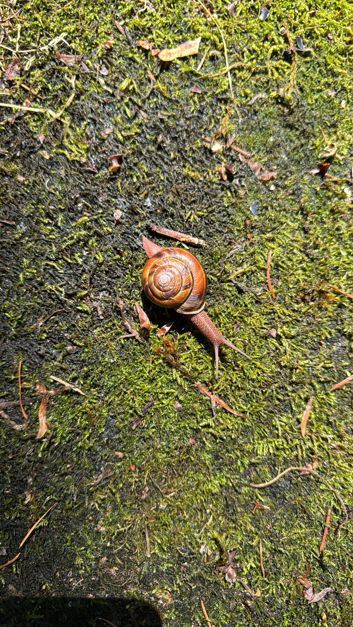 Monadenia fidelis