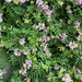 purple crownvetch