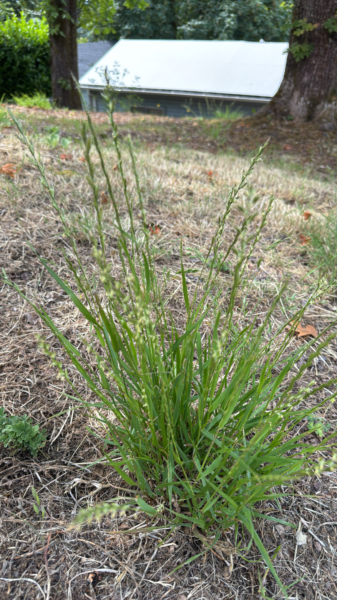 Lolium perenne