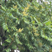 tree-of-heaven