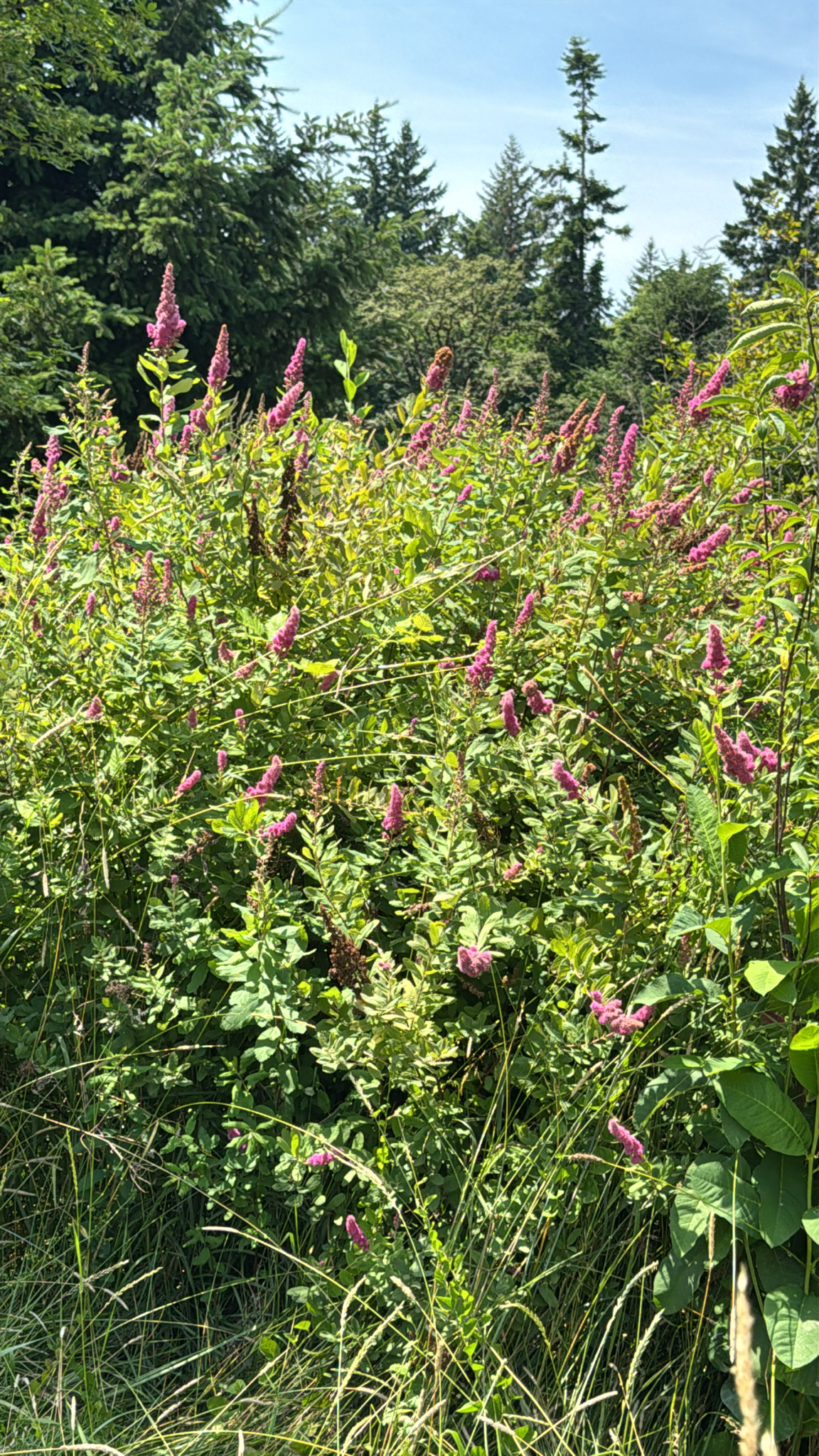 Spiraea douglasii