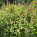 Rose Spirea